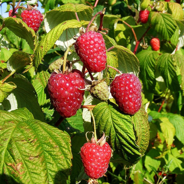 Polka raspberries