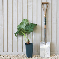 Rhubarb Raspberry Red plant in pot