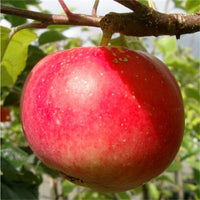 Red Devil apple fruit