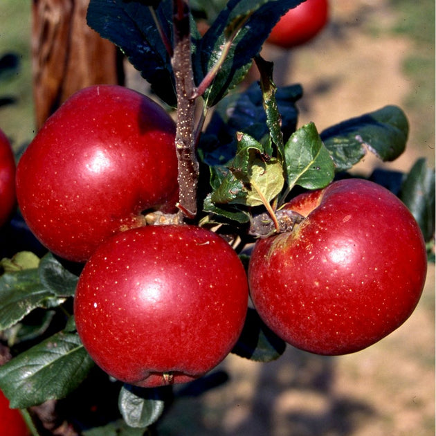 Red Devil Apple tree