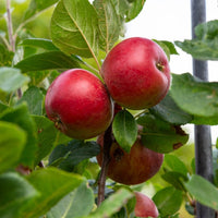 Red Devil apple tree