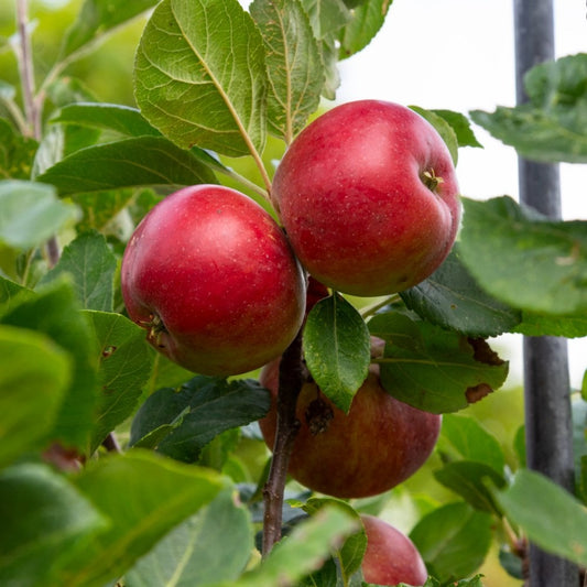 Red Devil apples