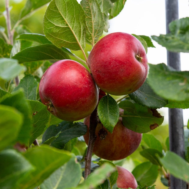 Red Devil apple tree