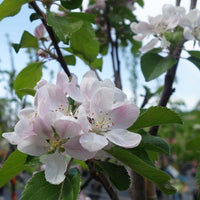 Red Devil apple blossom