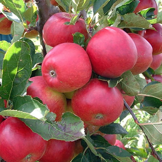 Red Falstaff Apple tree