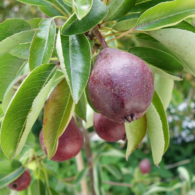 Pyrus communis 'Red Williams' young red pears