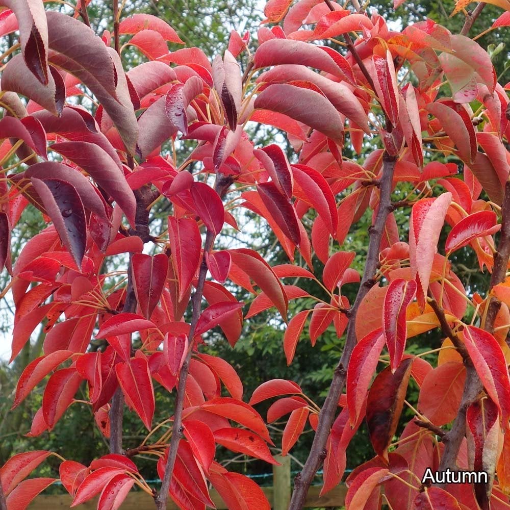 Pyrus communis 'Red Williams' red autumn leaves