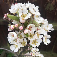 Red Williams Pear tree in flower