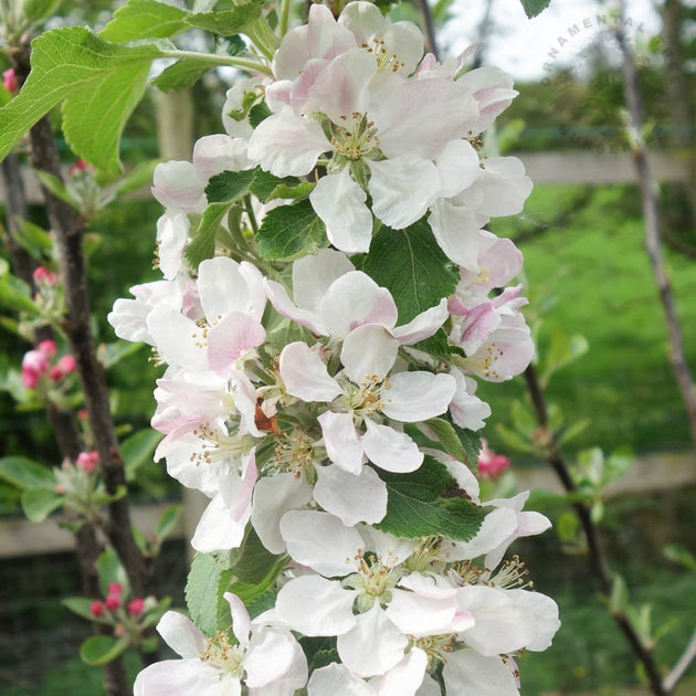 Red Windsor Apple tree in blossom