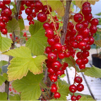 Redstart Redcurrant bush