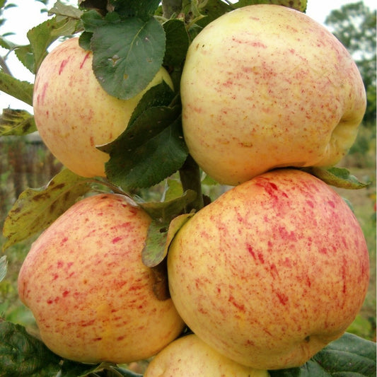 Reverend W. Wilks Apple tree