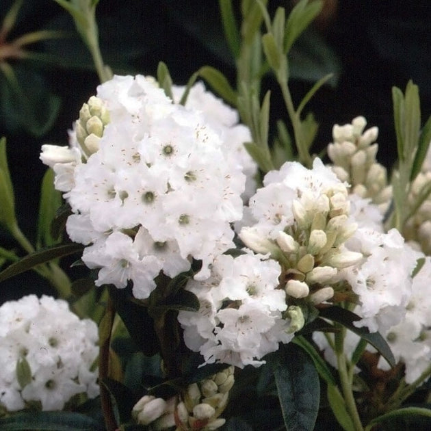 Rhododendron 'Arctic Tern' bush