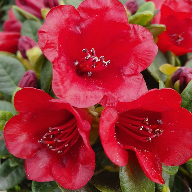 Rhododendron 'Carmen' Shrub