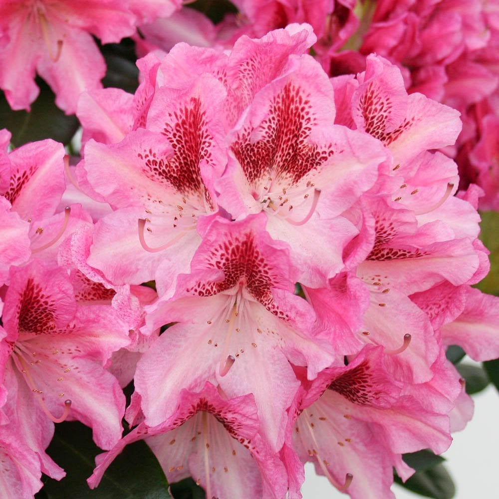 Rhododendron 'Cosmopolitan' pink flowers