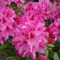 Rhododendron 'Cosmopolitan'