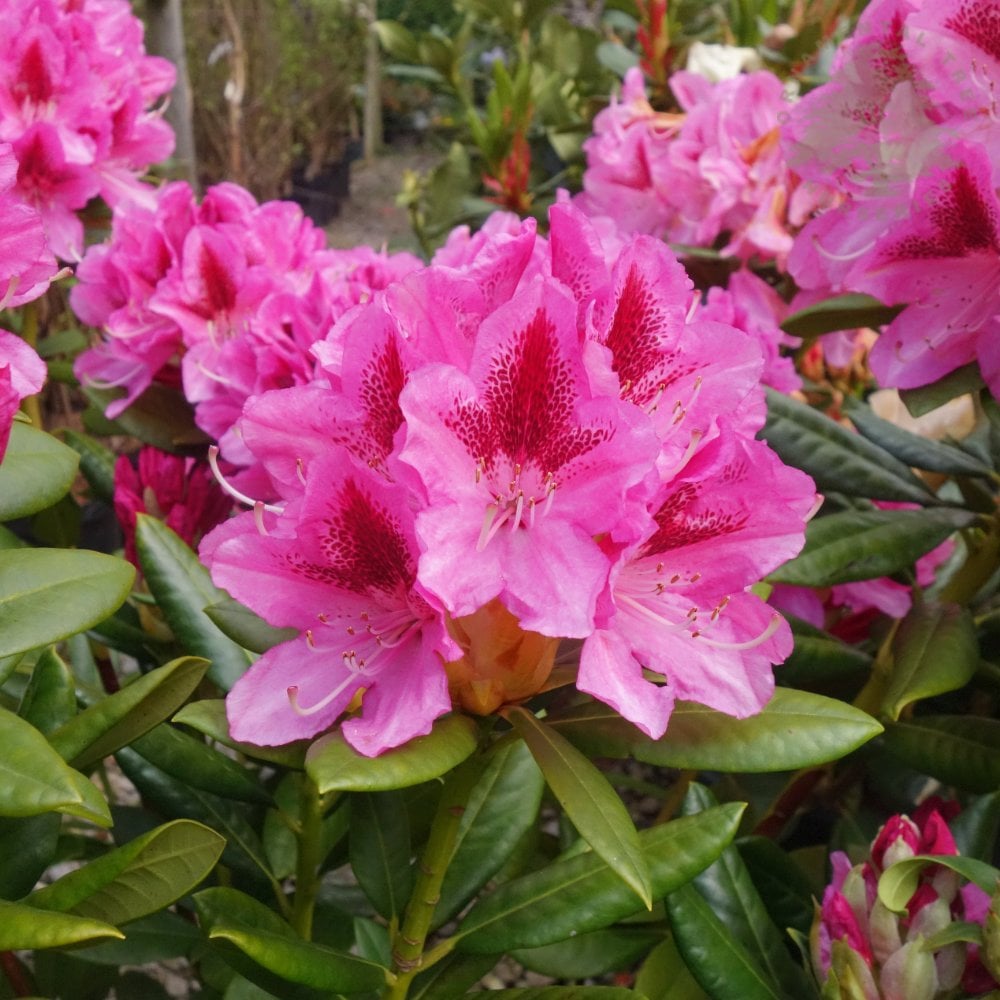 Rhododendron 'Cosmopolitan'