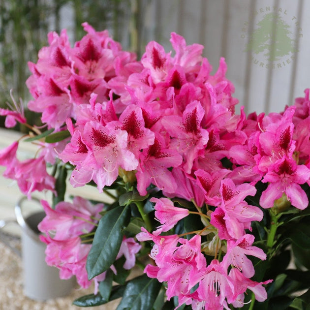 Rhododendron 'Cosmopolitan'