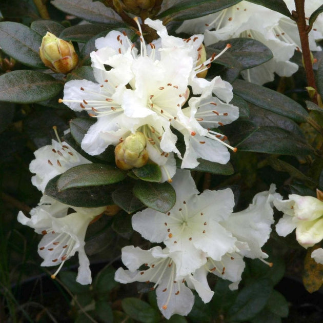 Rhododendron Cream Crest bush