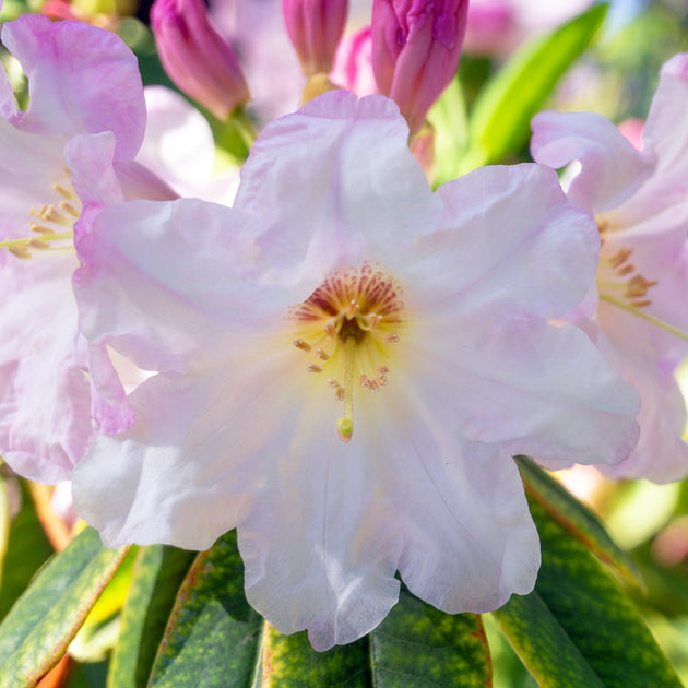 Rhododendron 'Cunningham's White' bush