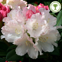 Rhododendron 'Dreamland' Shrub