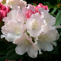 Pink Rhododendron Evergreen Shrub