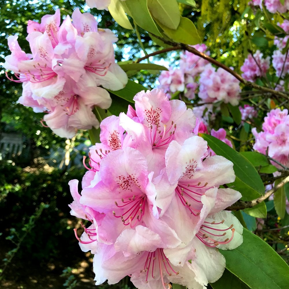 Rhododendron Excelsior bush