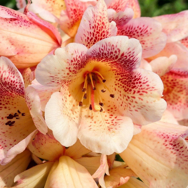 Rhododendron 'Firelight' bush