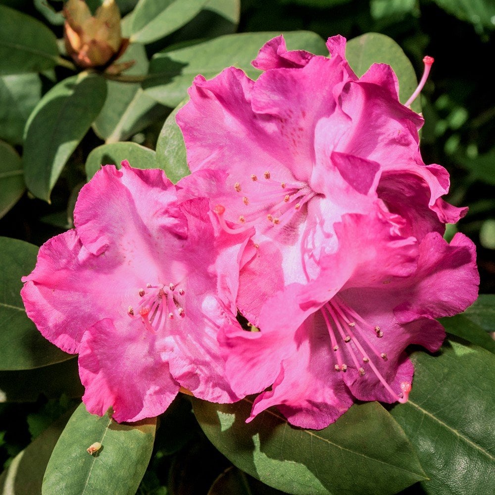 Rhododendron 'Germania' bush