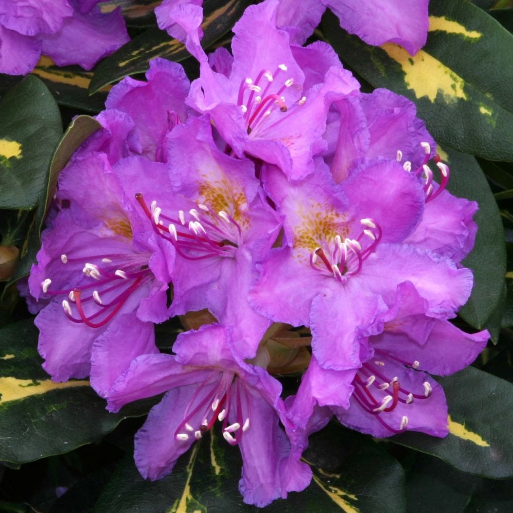 Rhododendron 'Goldflimmer' bush