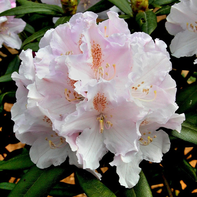 Rhododendron 'Hoppy' bush