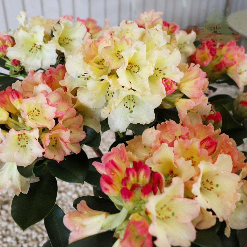 Rhododendron Horizon Monarch