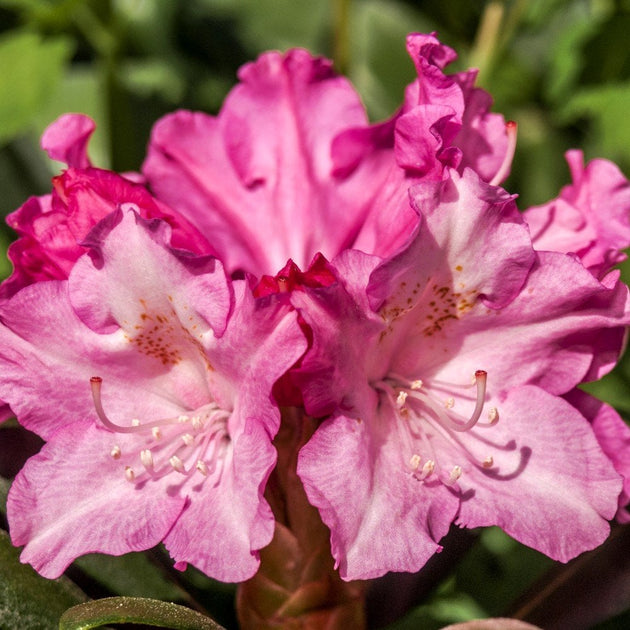 Rhododendron Kalinka