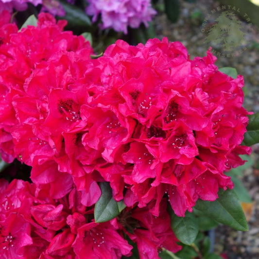 Rhododendron Lord Roberts