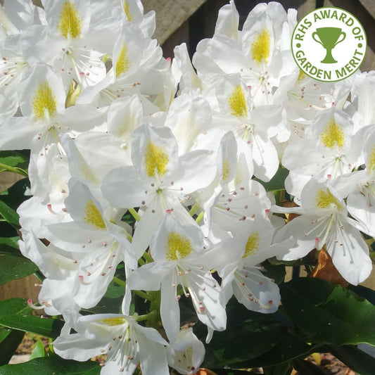 Rhododendron Madame Masson