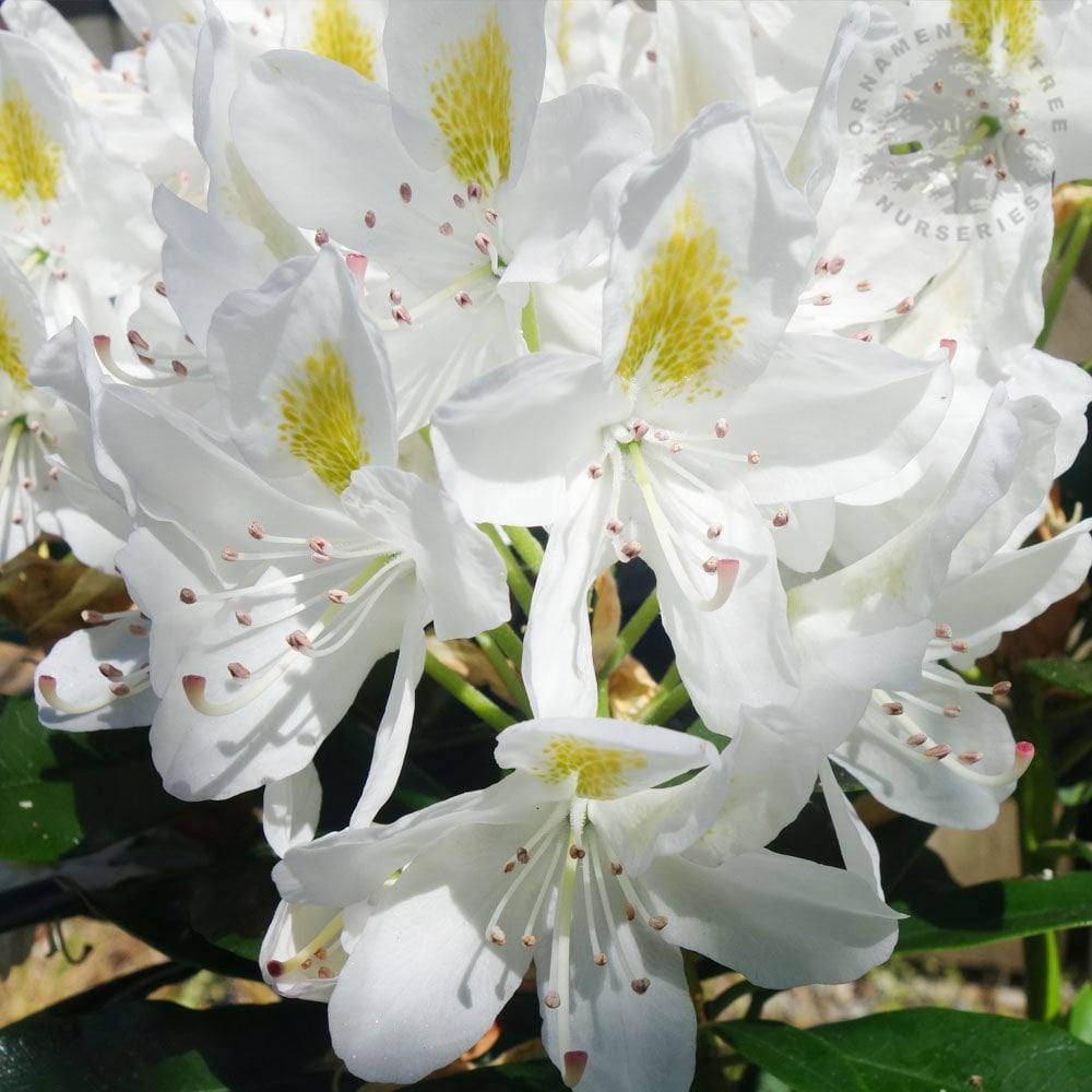 Rhododendron 'Madame Masson'