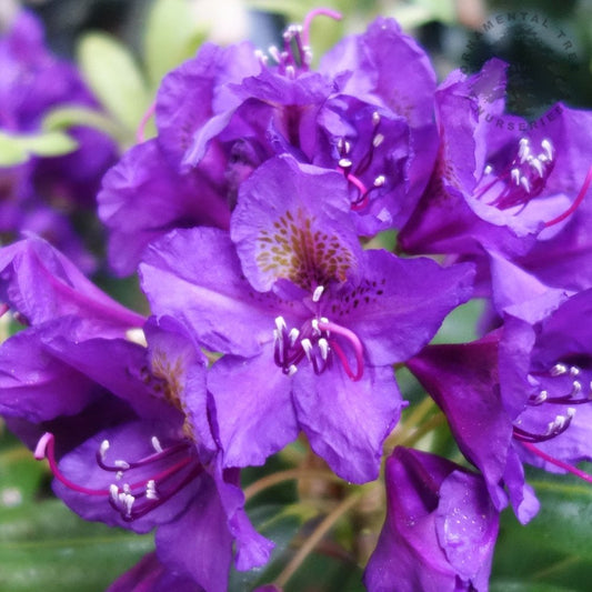 Rhododendron 'Marcel Menard'