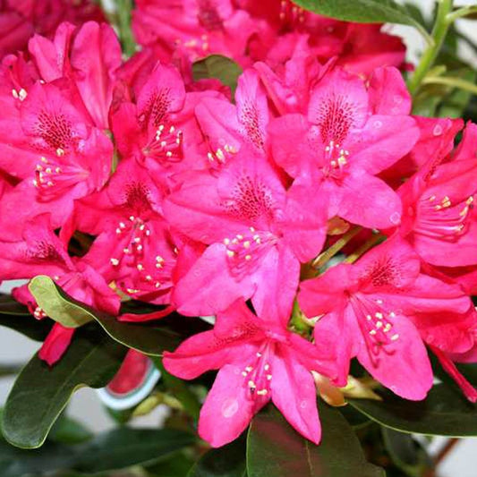 Rhododendron 'Nova Zembla'