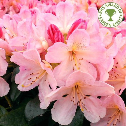 Rhododendron 'Percy Wiseman'