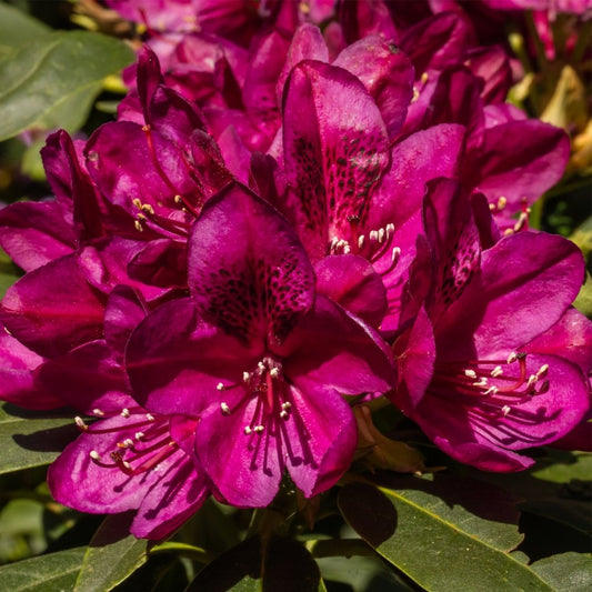 Rhododendron 'Polar Night' bush