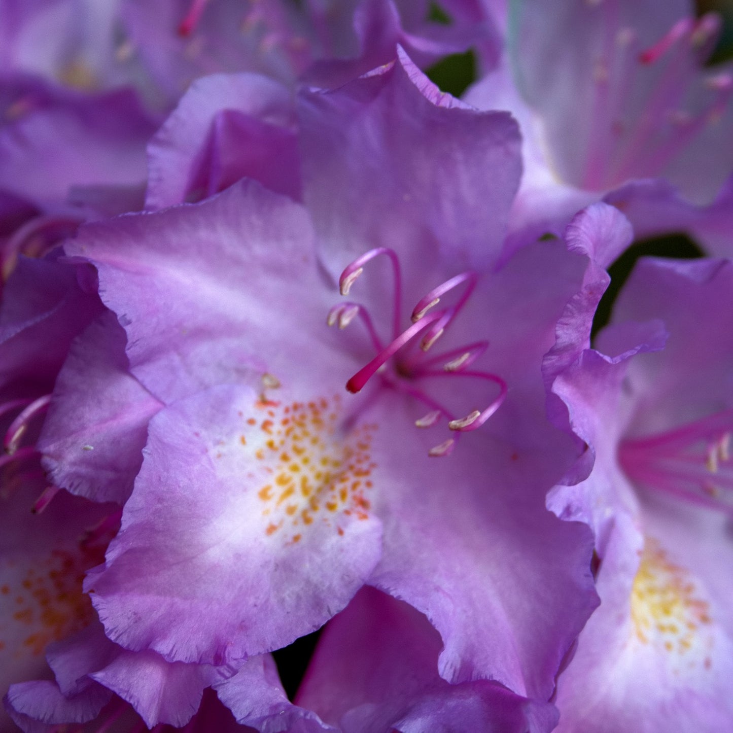 Rhododendron 'Purple Gem' bush