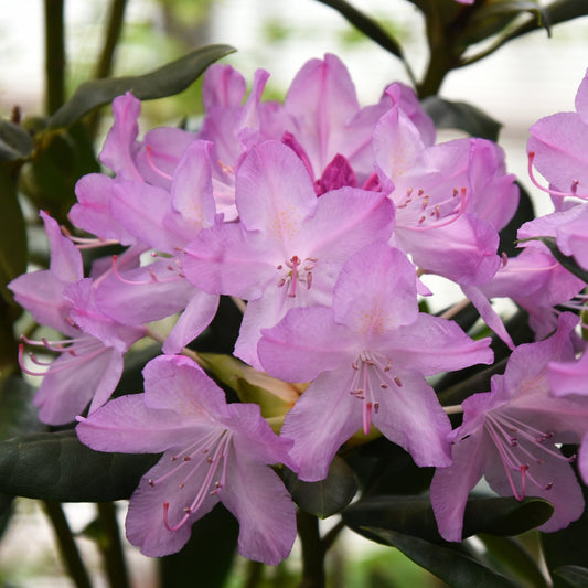 Rhododendron 'Roseum Elegans' bush