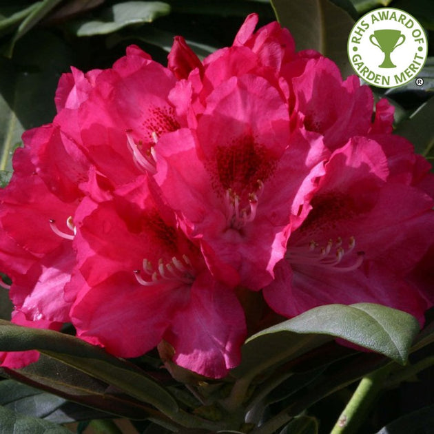 Rhododendron 'Sneezy bush'