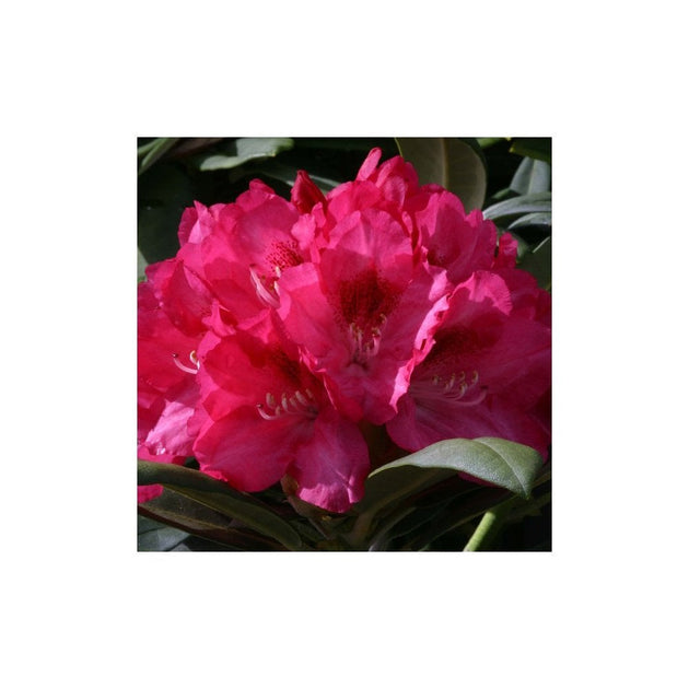 Rhododendron 'Sneezy shrub'