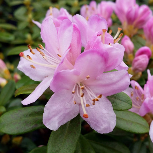 Rhododendron 'Snipe' bush