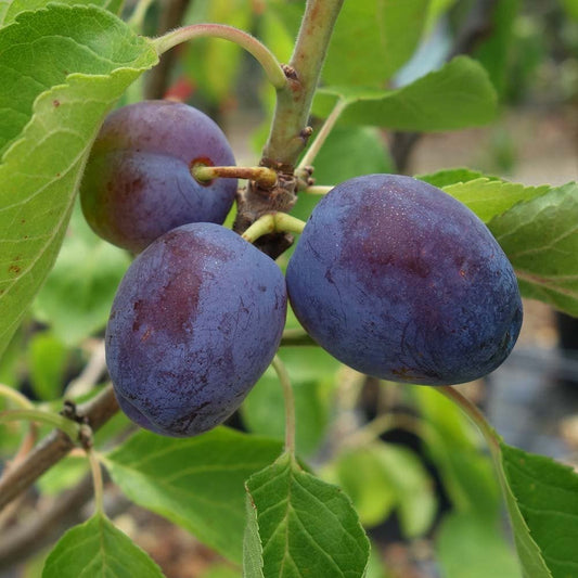 Rivers Early Prolific Plum tree