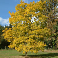 Mature False Acacia Frisia tree