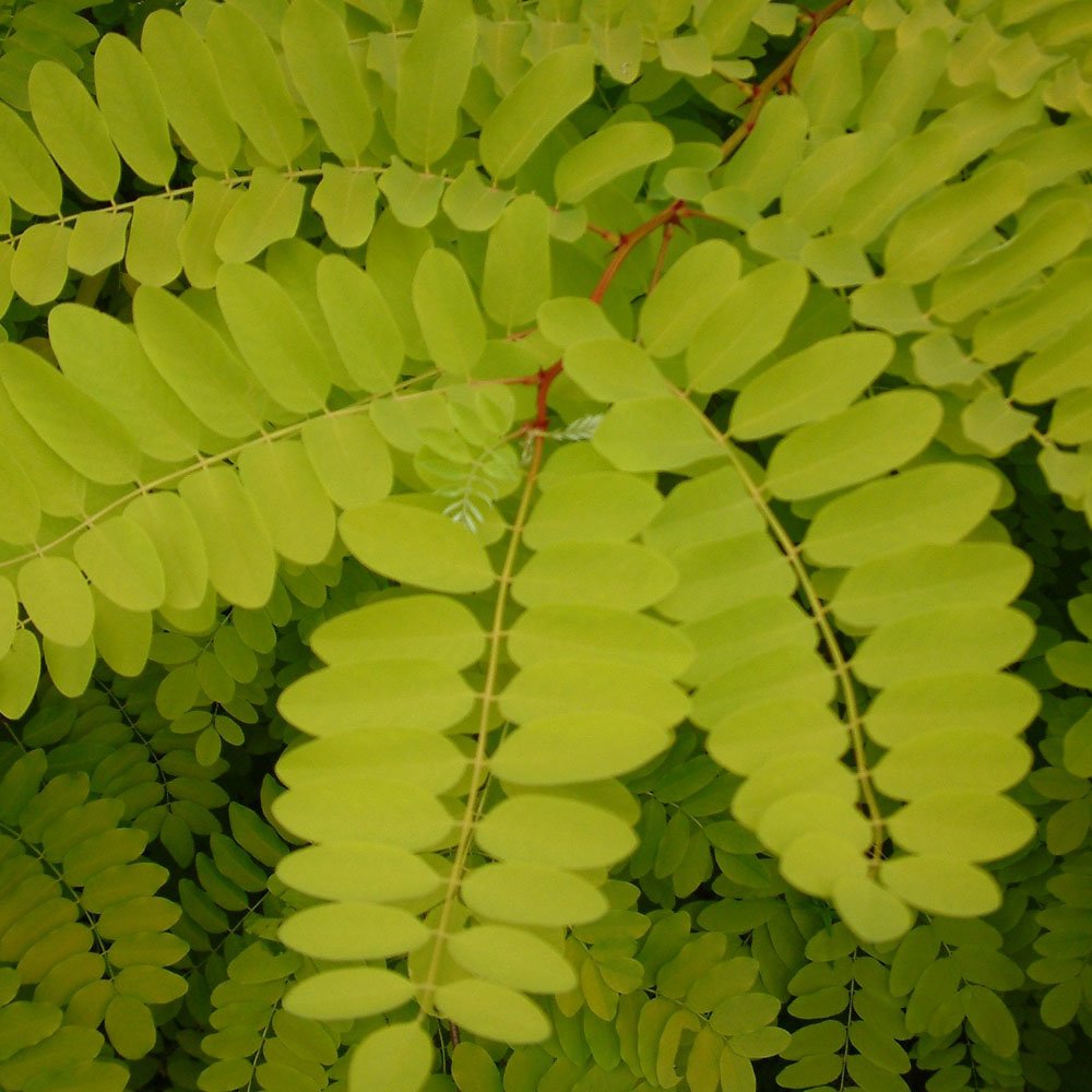 Robinia pseudoacacia 'Frisia' foliage