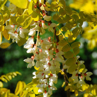 Robinia pseudoacacia 'Frisia'