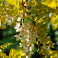 Robinia pseudoacacia 'Frisia'