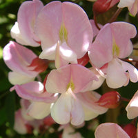 Robinia Hillieri flowers